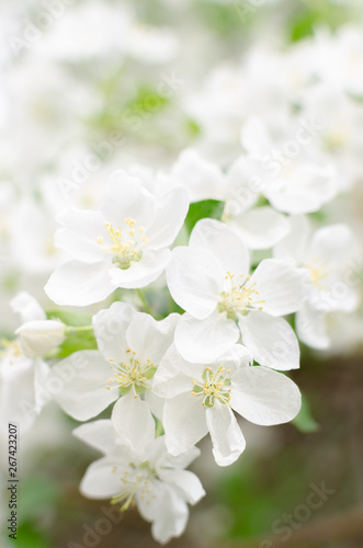 Flowers of Apple blossom. Background of white, beautiful and spring plants.