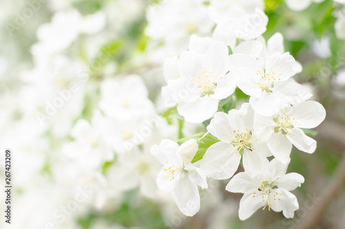 Flowers of Apple blossom. Background of white, beautiful and spring plants.