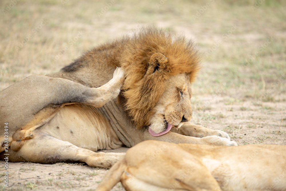A beautiful pride of lions photographed in southern africa doing their business.
