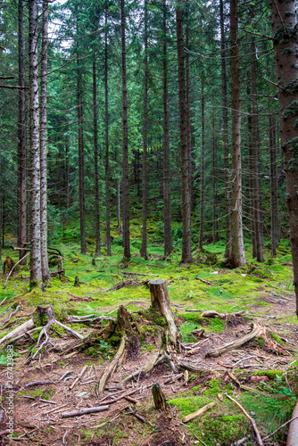 hiking trails in slovakia in rainy summer day