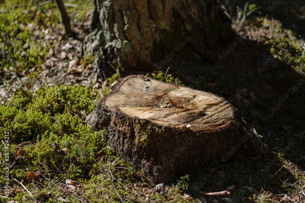 old dry tree trunks and stomps in green spring forest old dry tree trunks and stomps in green spring forest