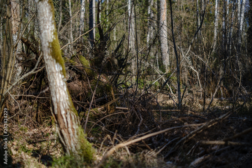 old dry tree trunks and stomps in green spring forest old dry tree trunks and stomps in green spring forest