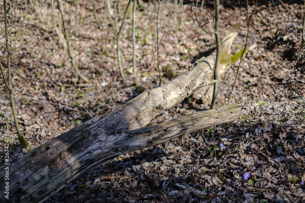 old dry tree trunks and stomps in green spring forest old dry tree trunks and stomps in green spring forest