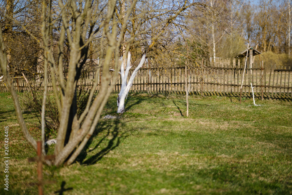 young apple trees in the garden with white trunks