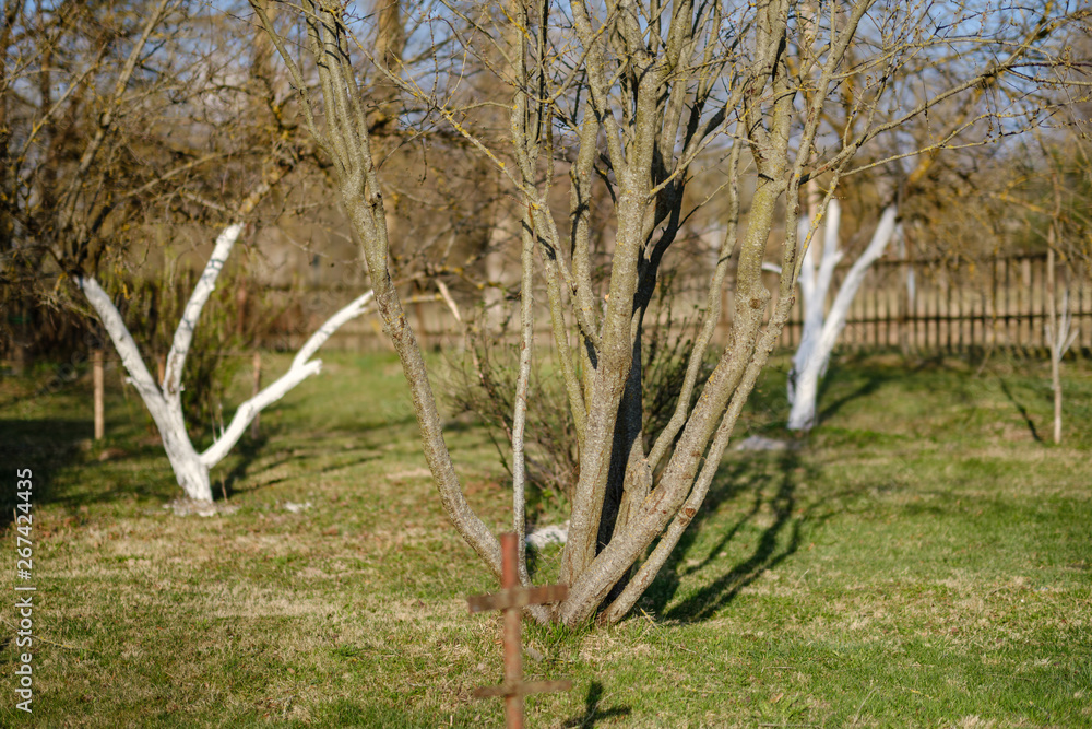 Fototapeta premium young apple trees in the garden with white trunks