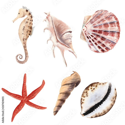 hand drawn watercolor set with shells, starfish and sea horse isolated on white background