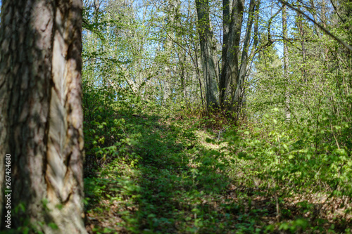 pine tree trunks in forest with old markings under the bark