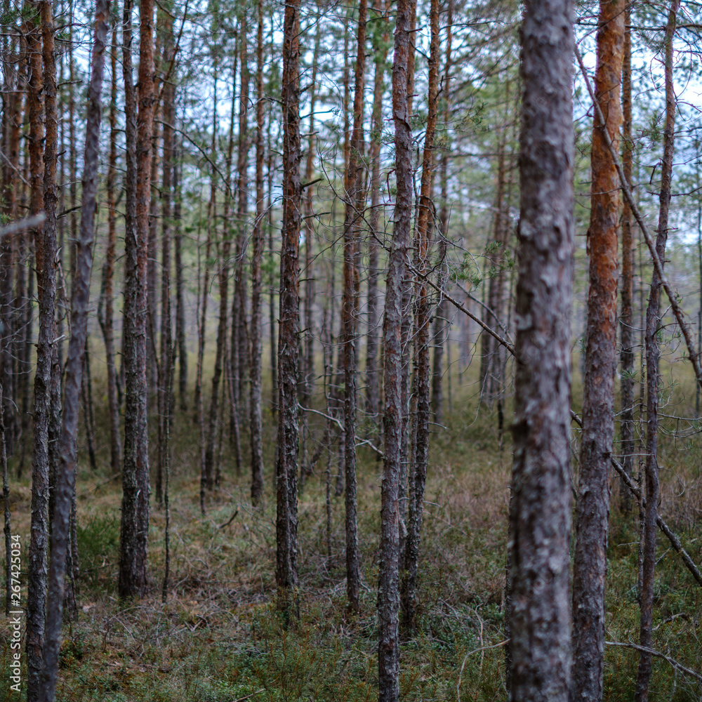 Obraz premium dense tree trunk wall growe texture in the forest in spring