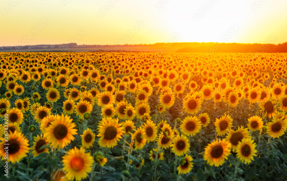 Obraz premium Sunflower field at beautiful sunset at bright summer day.