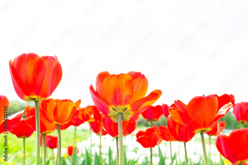 Blooming tulips in spring Blooming tulips in spring