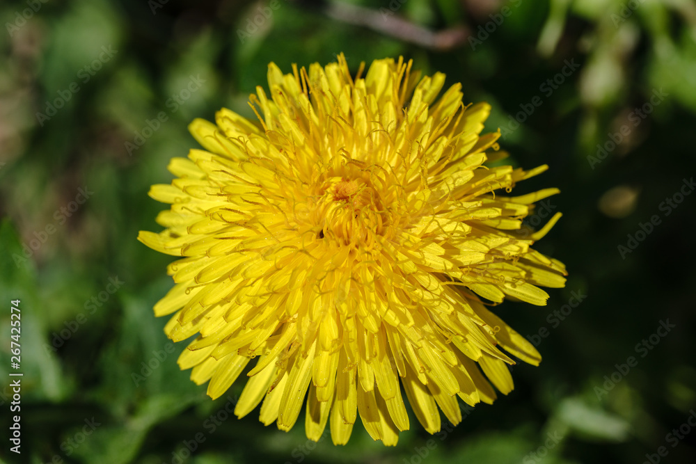 yellow dandelion flowers in green meadow yellow dandelion flowers in green meadow