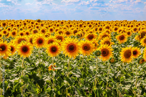 Sunflowers field at bright sunny summer day with cloudy blue sky at background. photo