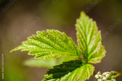 Wallpaper Mural fresh young tree leaves in spring Torontodigital.ca