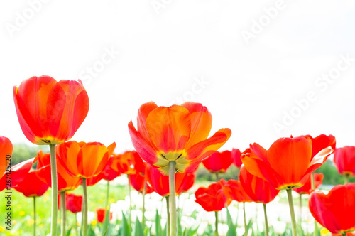 Blooming tulips in spring
