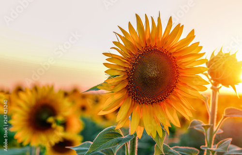 Close-up of beautiful sunflower at sunset. Copy space. Natural floral background photo