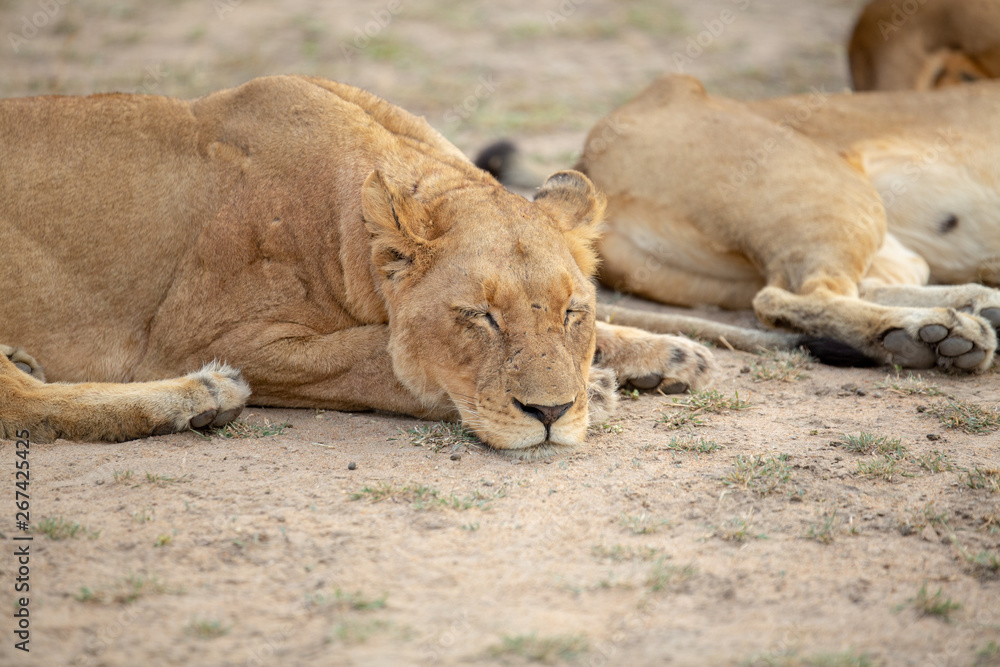 A beautiful pride of lions photographed in southern africa doing their business. A beautiful pride of lions photographed in southern africa doing their business.
