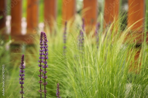 Stipa Tenuissima and Salvia Nemorosa Caradonna photo