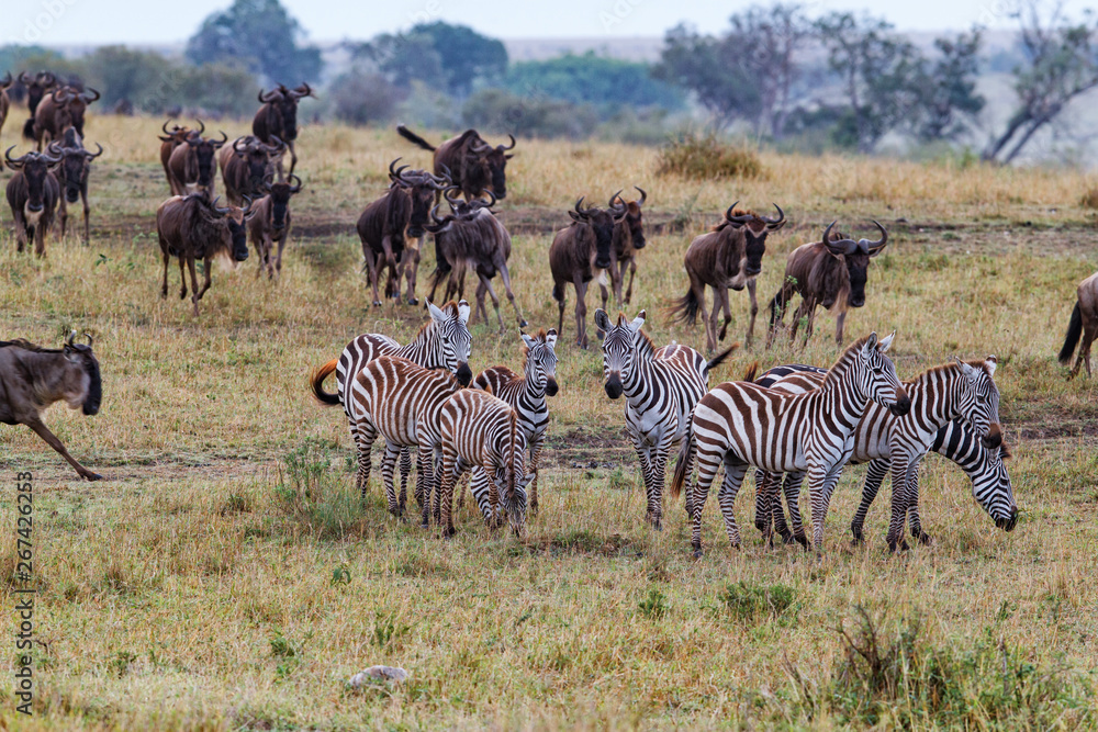 Obraz premium Wildebeest near the Mara River in the migration season in the Masai Mara Game Reserve in Kenya