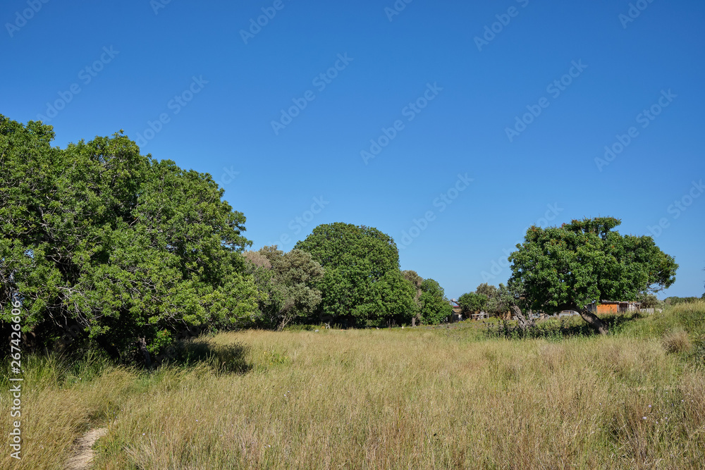 green trees on a field with a small shed in the background