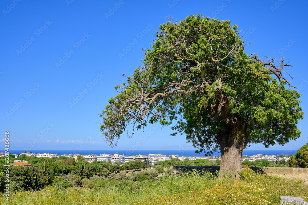 Big green tree in the foreground with a city and sea in the background