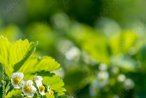 Blooming strawberry plant field