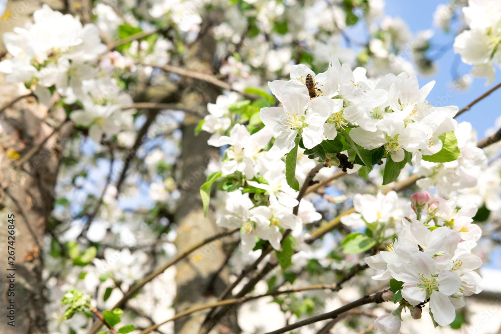 Photo of a blossoming apple tree against the blue sky. Spring White Flowers of Apple