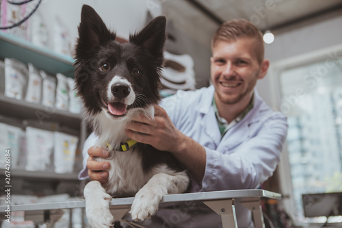 Canvas Print Happy healthy dog being examined by professional veterinarian, copy space
