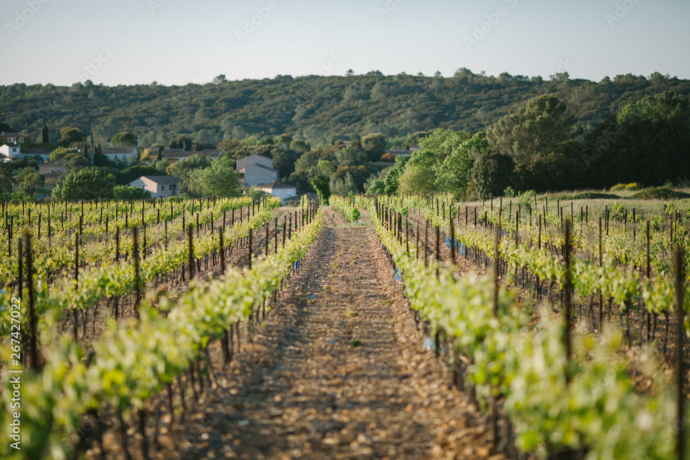 France Vineyard plantation