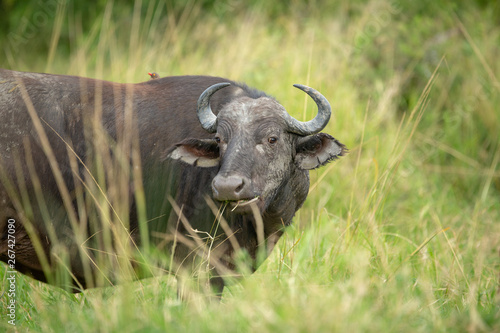 Fototapeta Naklejka Na Ścianę i Meble -  Cape buffalo breeding herds and their associated dagga boys or dominant males. 