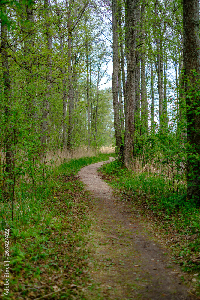 small narrow foot path in summer green forest