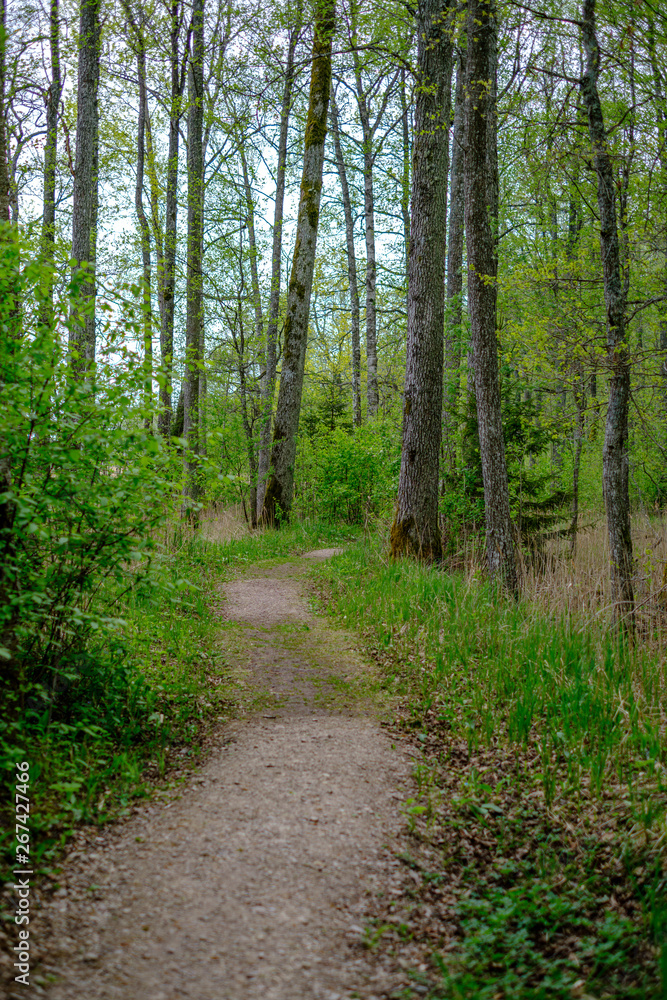 small narrow foot path in summer green forest small narrow foot path in summer green forest