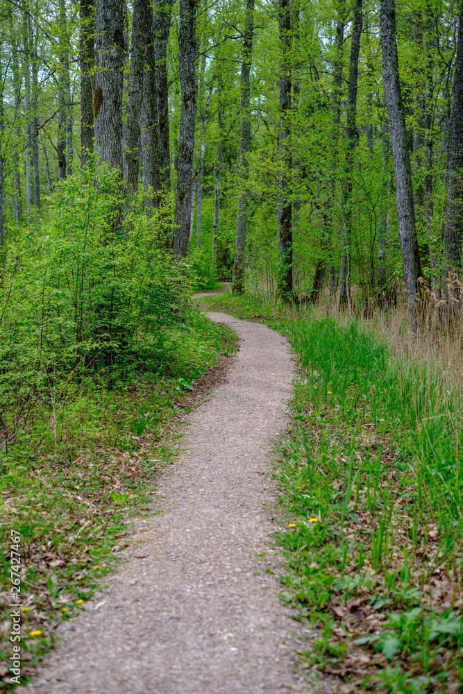 small narrow foot path in summer green forest small narrow foot path in summer green forest