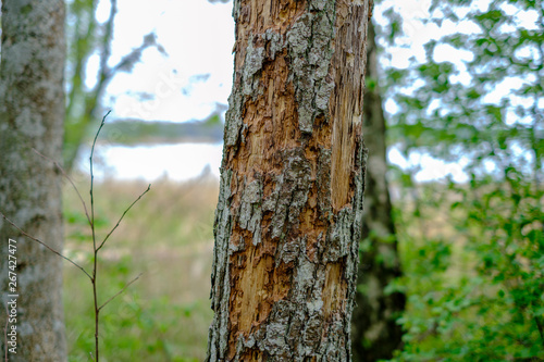 Fototapeta Naklejka Na Ścianę i Meble -  old dry tree trunks and stomps in green spring forest