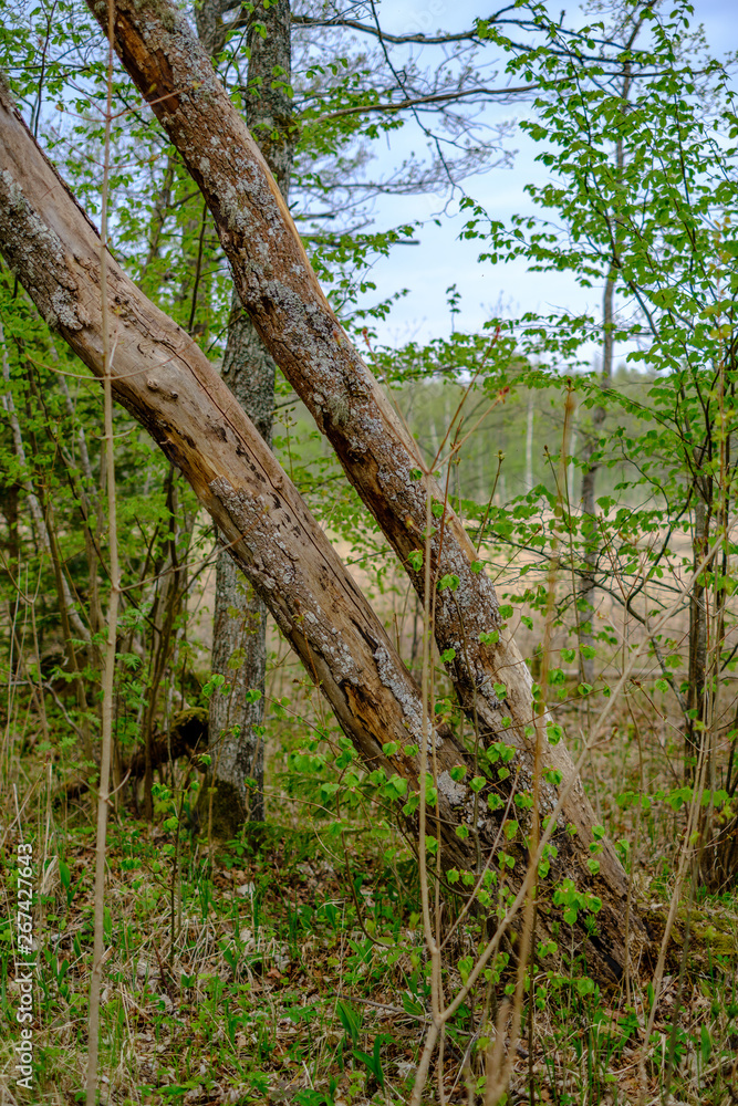 Fototapeta premium old dry tree trunks and stomps in green spring forest