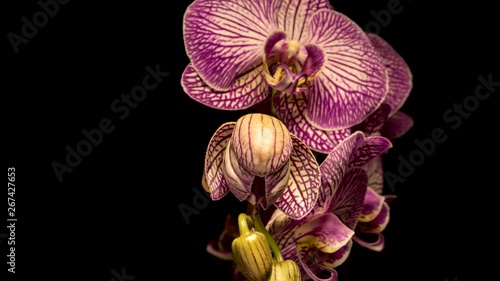 4K Timelapse of purple Orchid flower blooming on black background