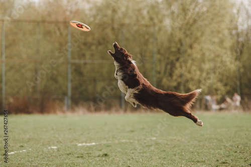 border collie dog fun jumping and catching a frisbee disc photo