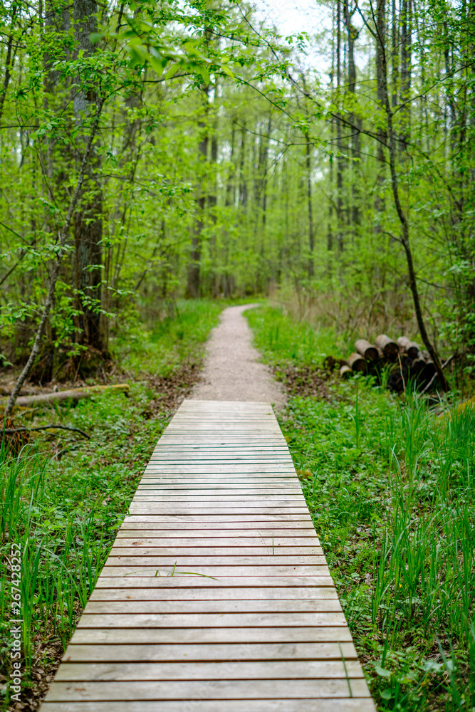 Obraz premium small narrow wooden plank foot path in summer green forest