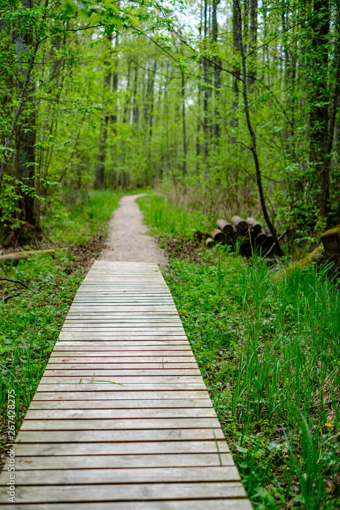 Fototapeta premium small narrow wooden plank foot path in summer green forest