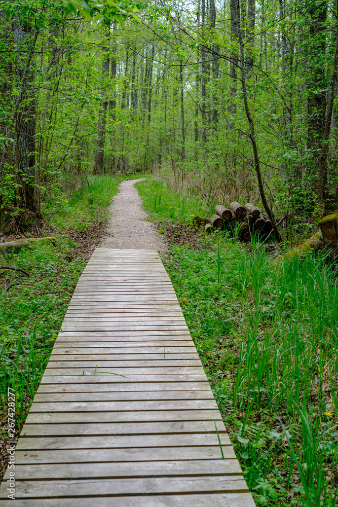 small narrow wooden plank foot path in summer green forest