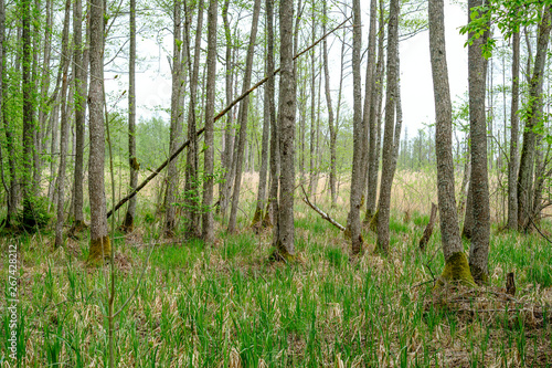 dense tree trunk wall growe texture in the forest in spring