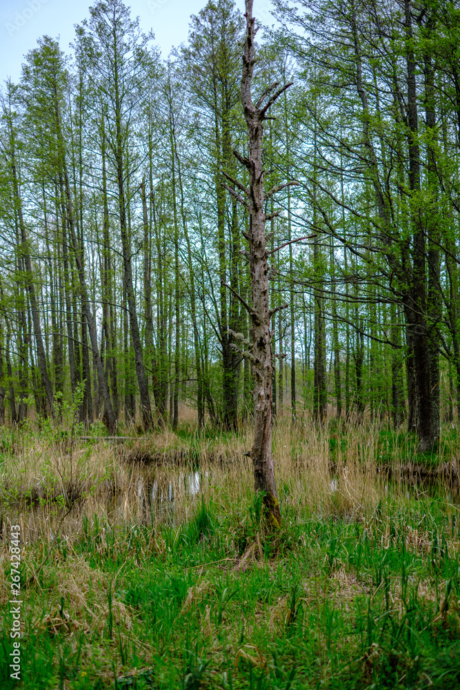 Obraz premium dense tree trunk wall growe texture in the forest in spring