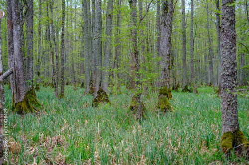 dense tree trunk wall growe texture in the forest in spring