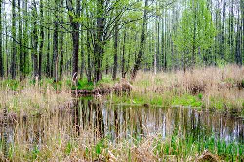 small forest river with calm water and reflections from trees in it