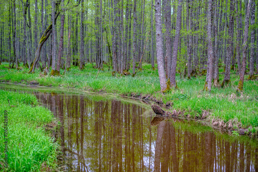 Obraz premium small forest river with calm water and reflections from trees in it