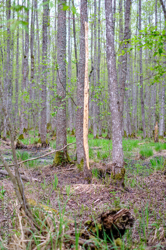 old dry tree trunks and stomps in green spring forest