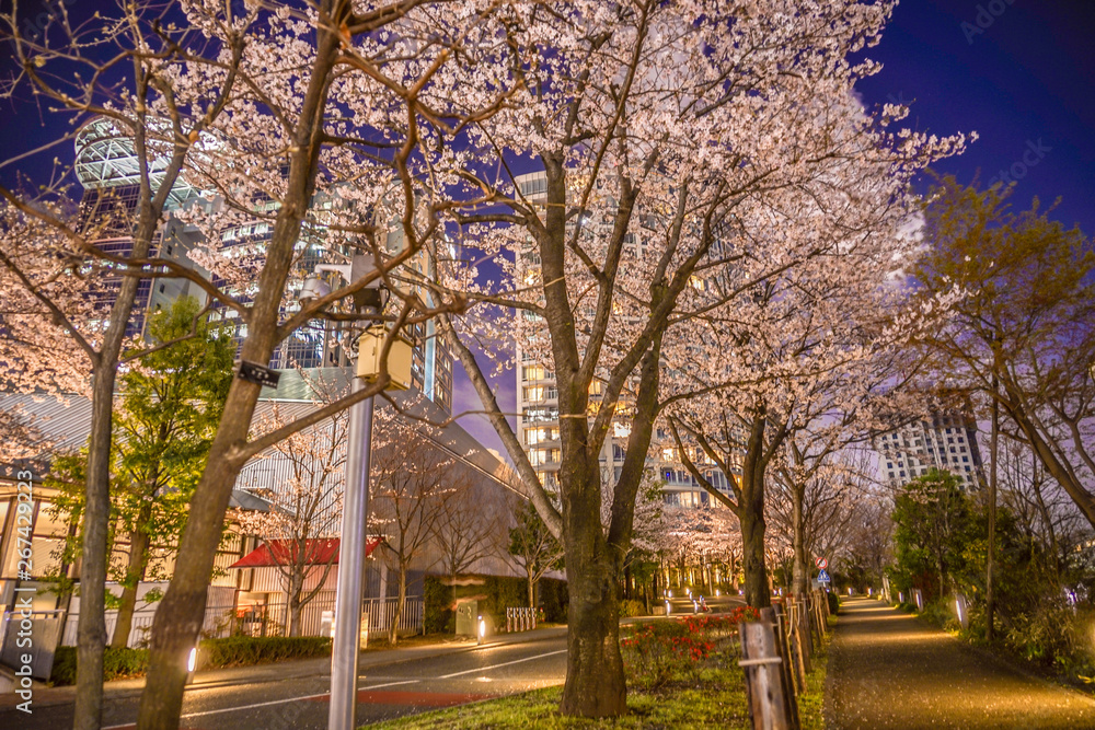東京都港区赤坂の夜桜と街並み