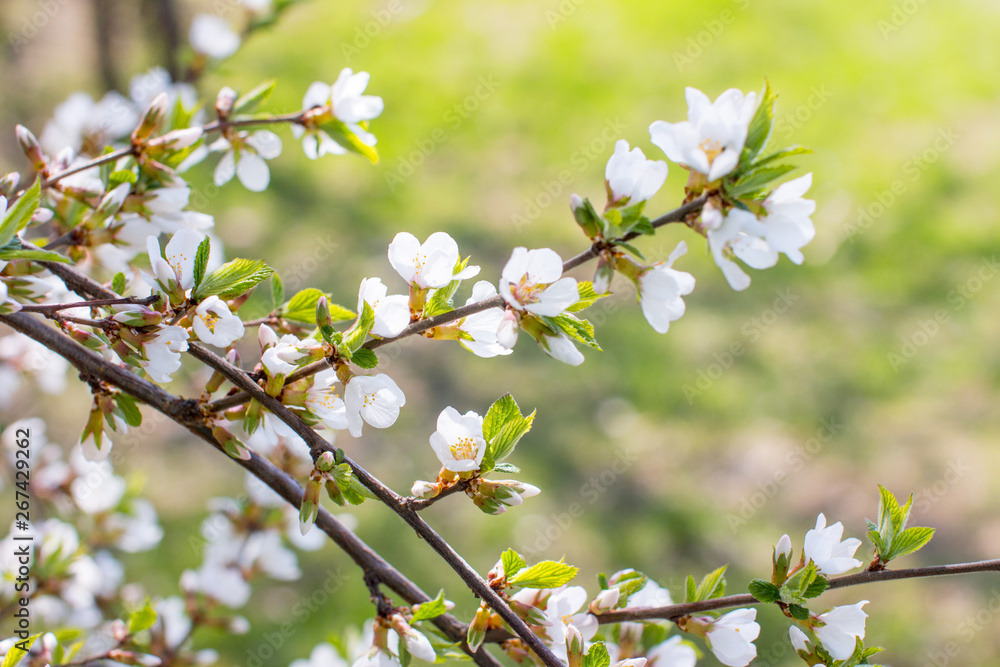 Flowering Apple trees in the garden. White flower Flowering Apple trees in the garden. White flower