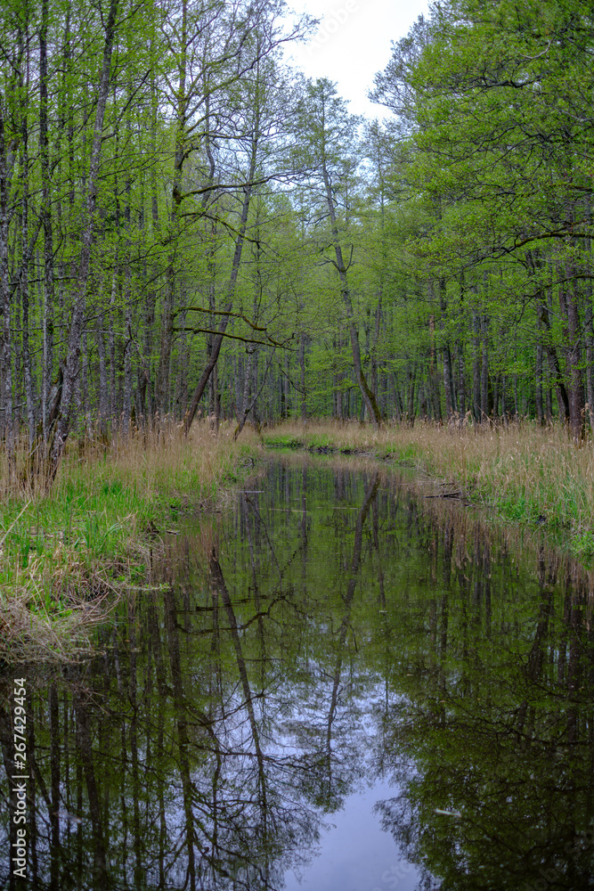 Obraz premium small forest river with calm water and reflections from trees in it