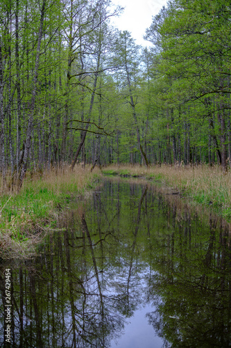 small forest river with calm water and reflections from trees in it