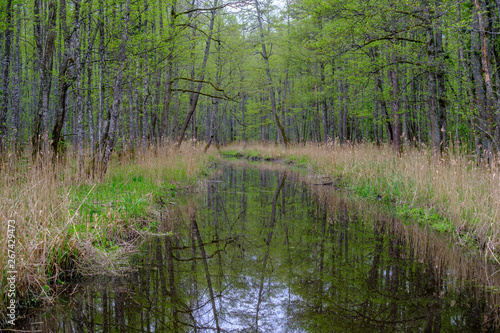 small forest river with calm water and reflections from trees in it